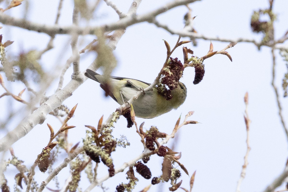 Tennessee Warbler - ML566795091