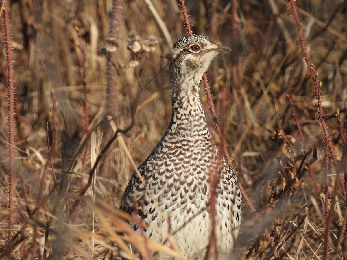 Sharp-tailed Grouse - ML566795381