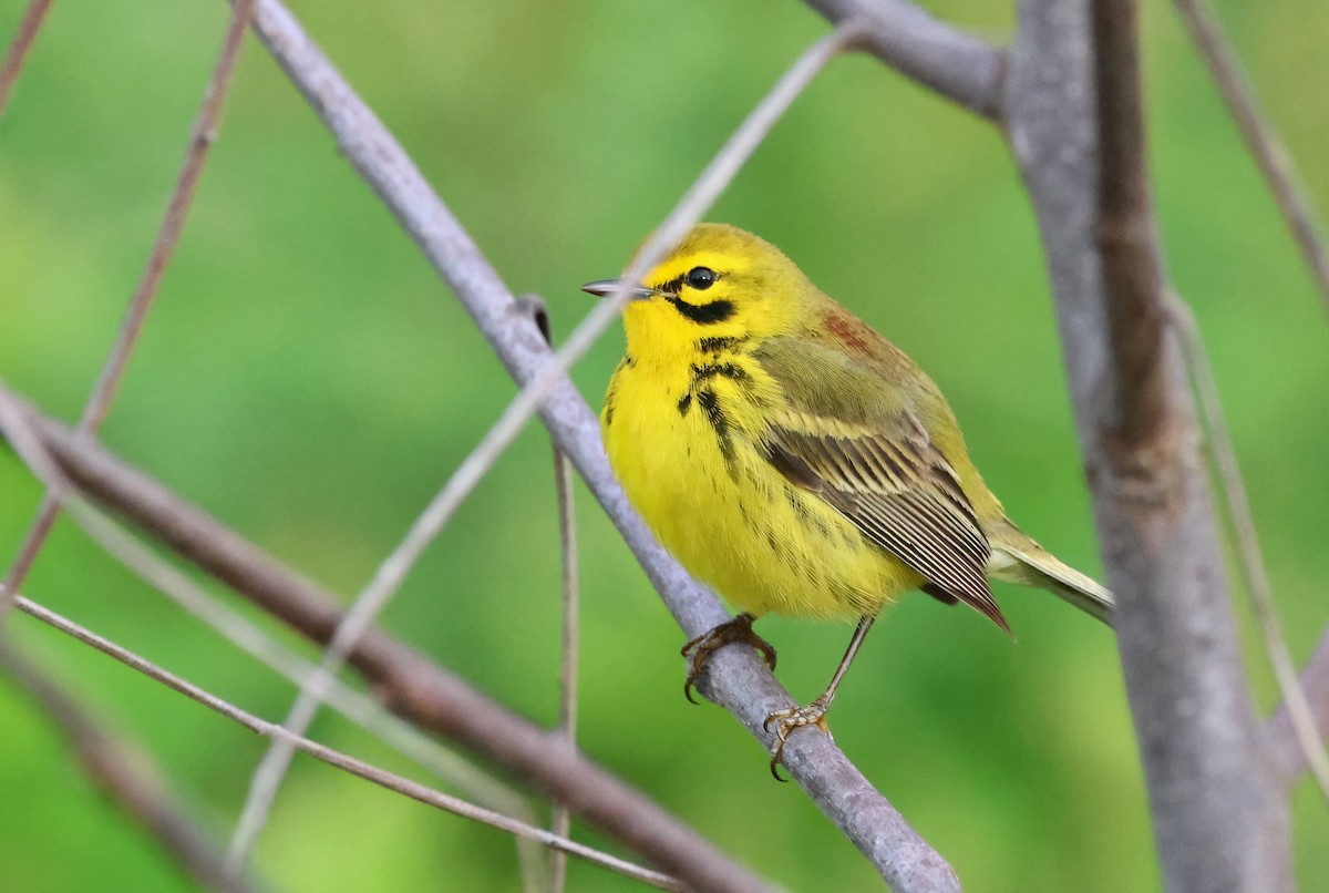 Prairie Warbler - ML566795821