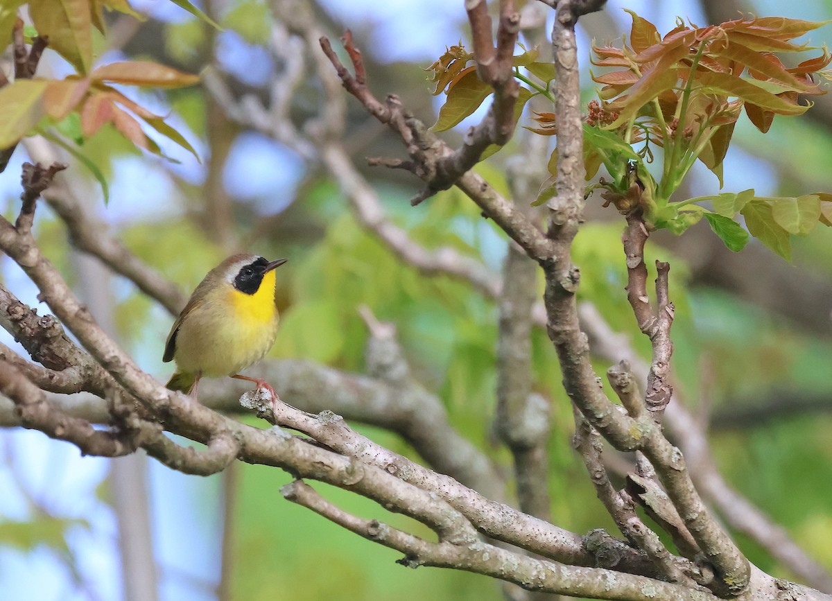 Common Yellowthroat - ML566795881