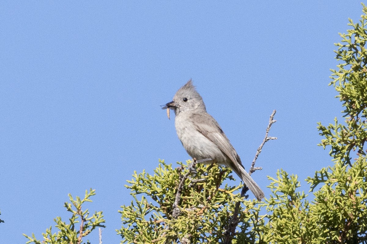Juniper Titmouse - ML566797691