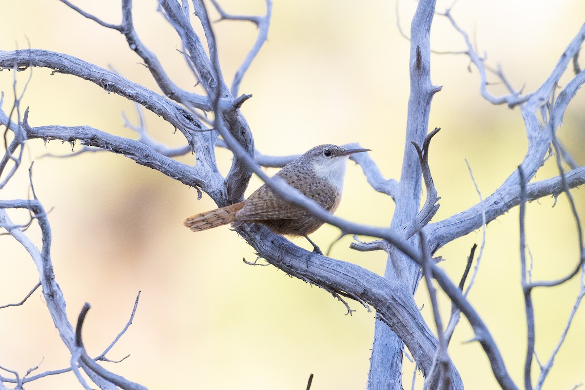 Canyon Wren - ML566797751
