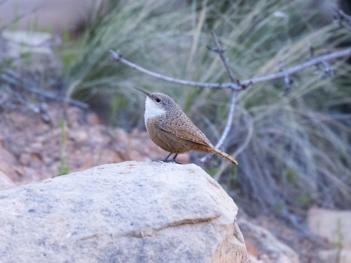 Canyon Wren - ML566797761