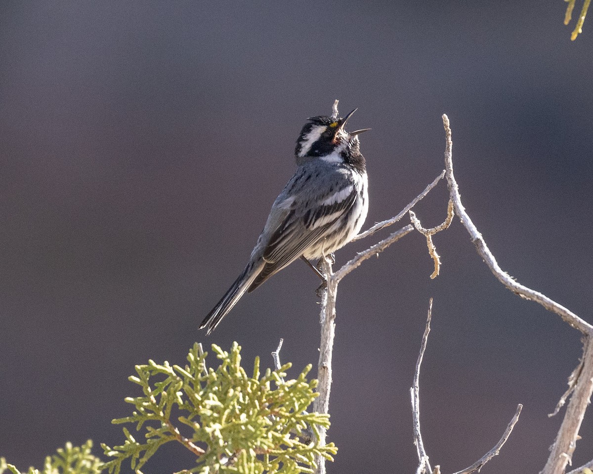 Black-throated Gray Warbler - ML566797791