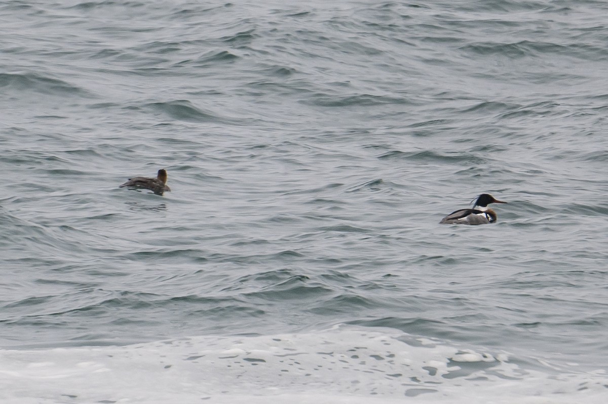 Red-breasted Merganser - ML566797881