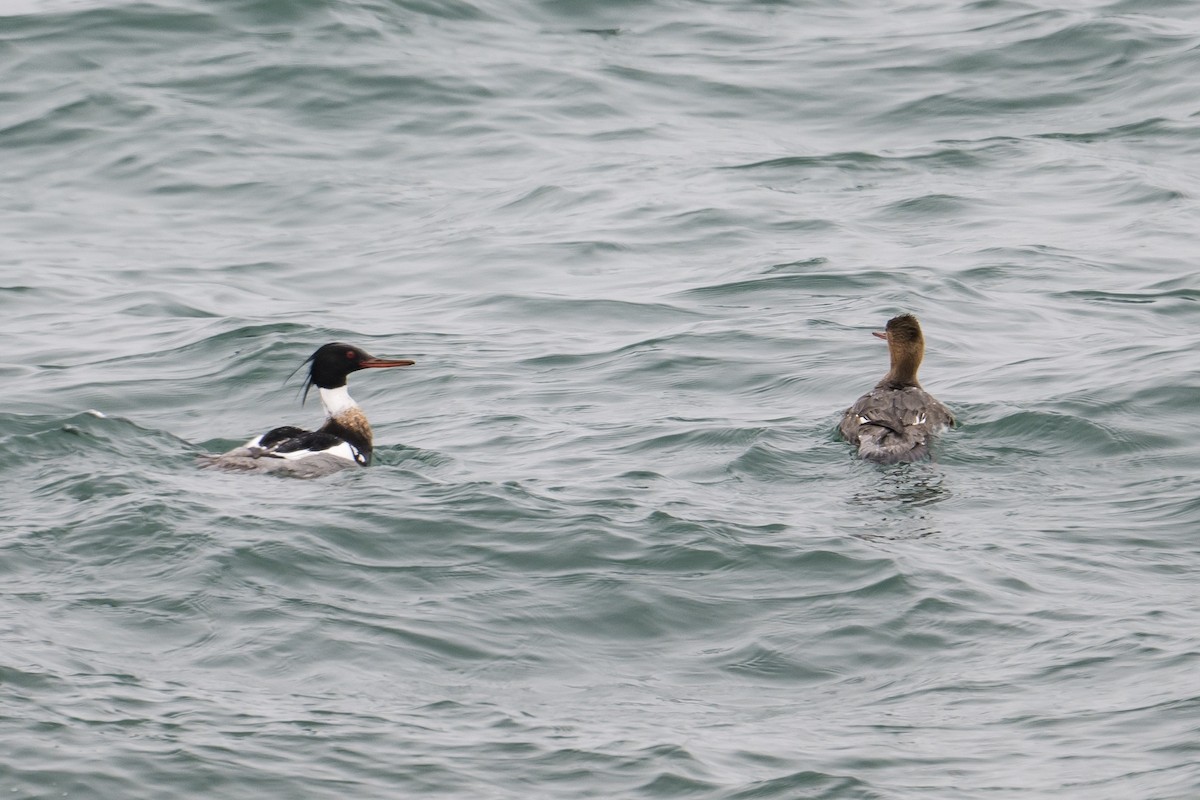 Red-breasted Merganser - ML566797891