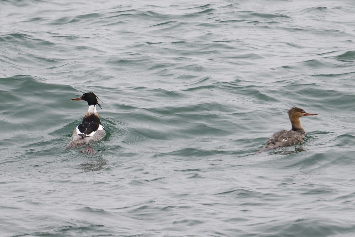 Red-breasted Merganser - ML566797901