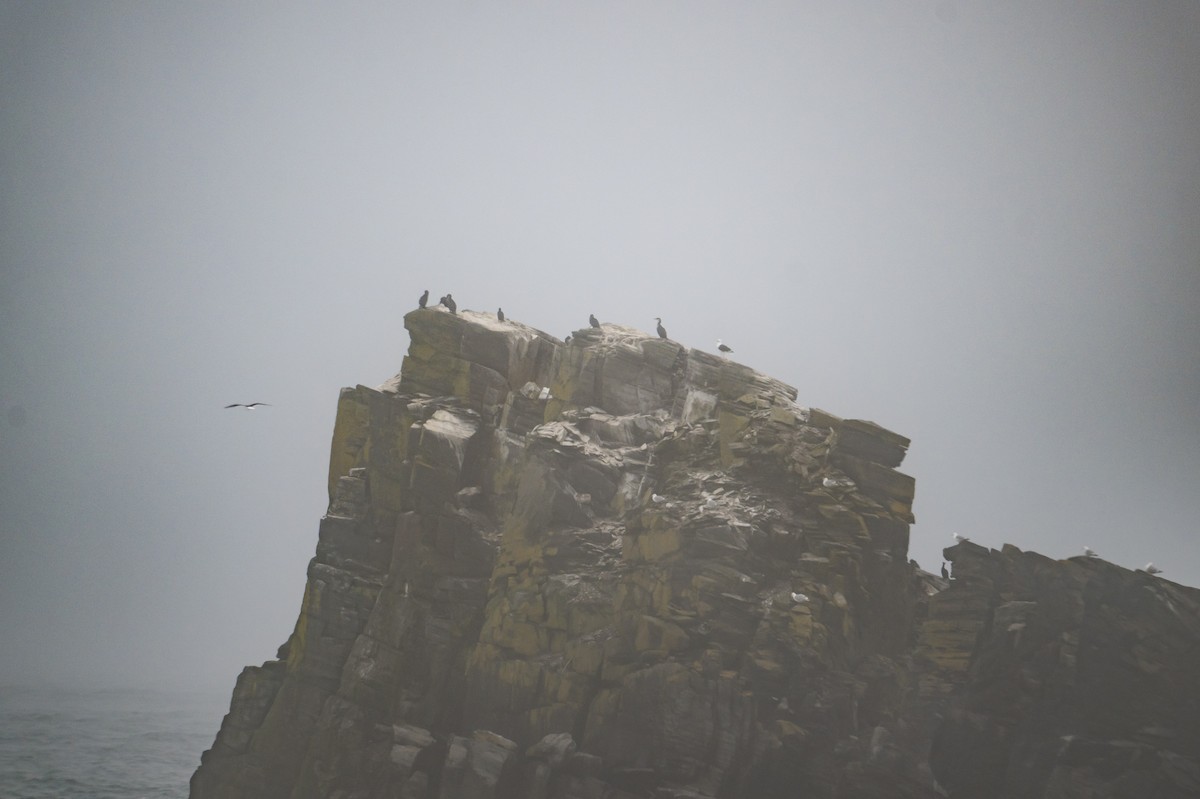 Double-crested Cormorant - ML566798861