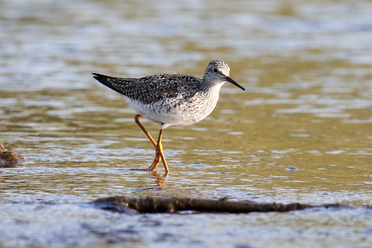 Lesser Yellowlegs - ML566799231