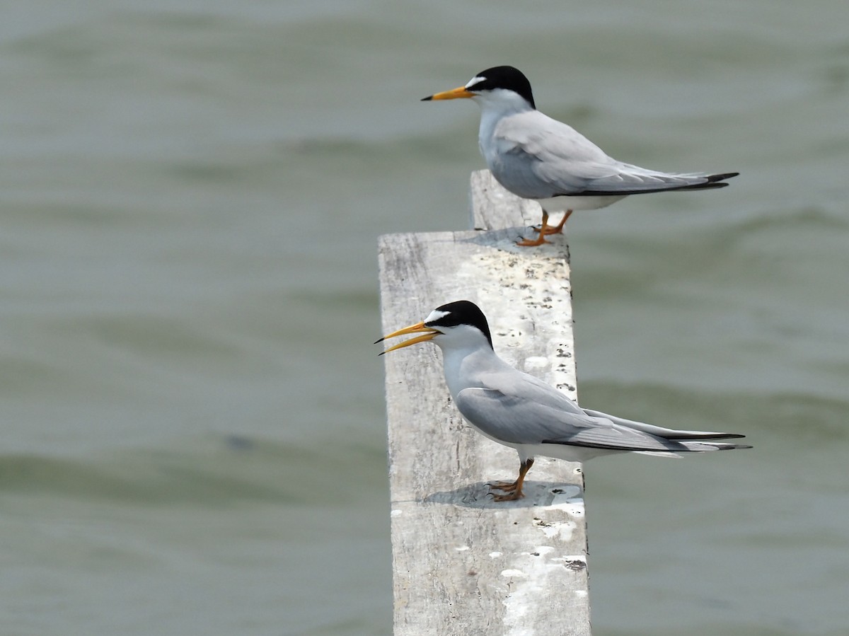 Least Tern - Mary Goodart