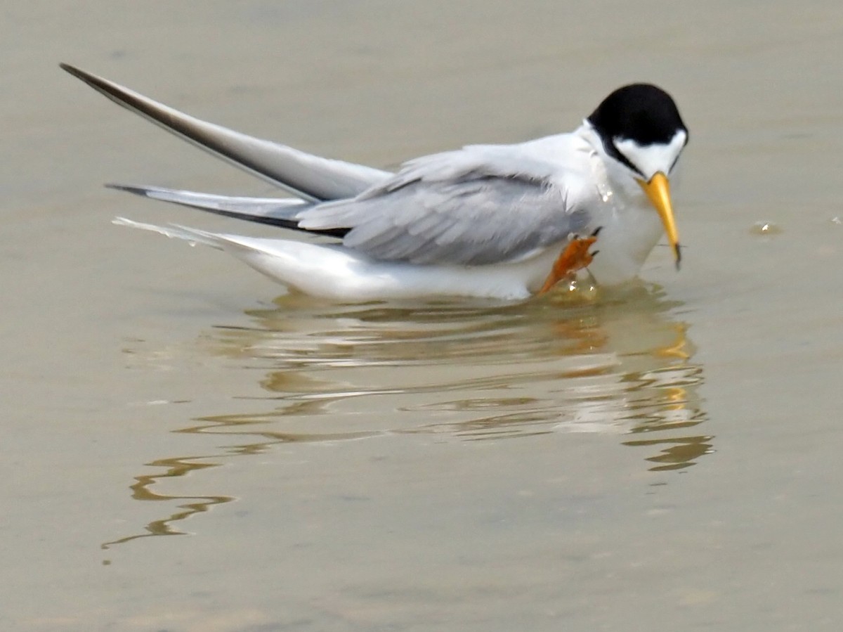 Least Tern - ML566799731