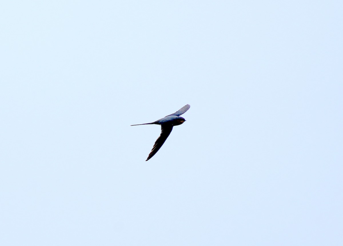 Crested Treeswift - ML566800311