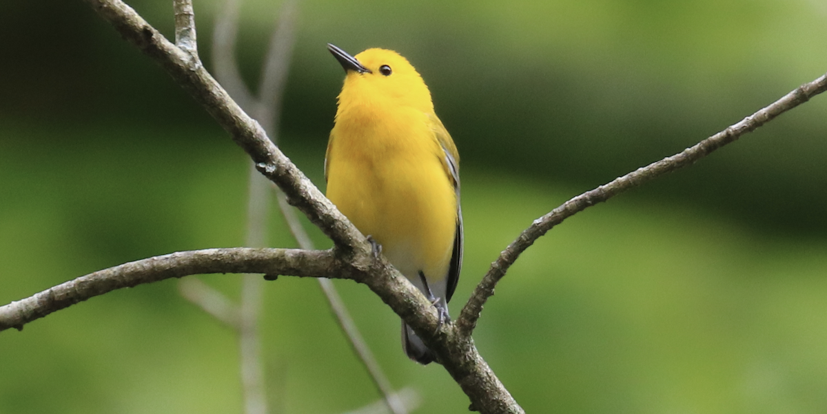 Prothonotary Warbler - ML566800711