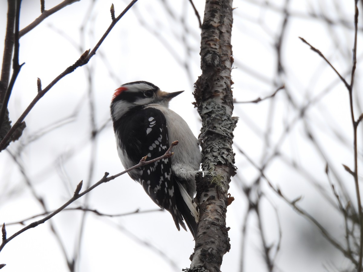 Downy Woodpecker - ML566802731