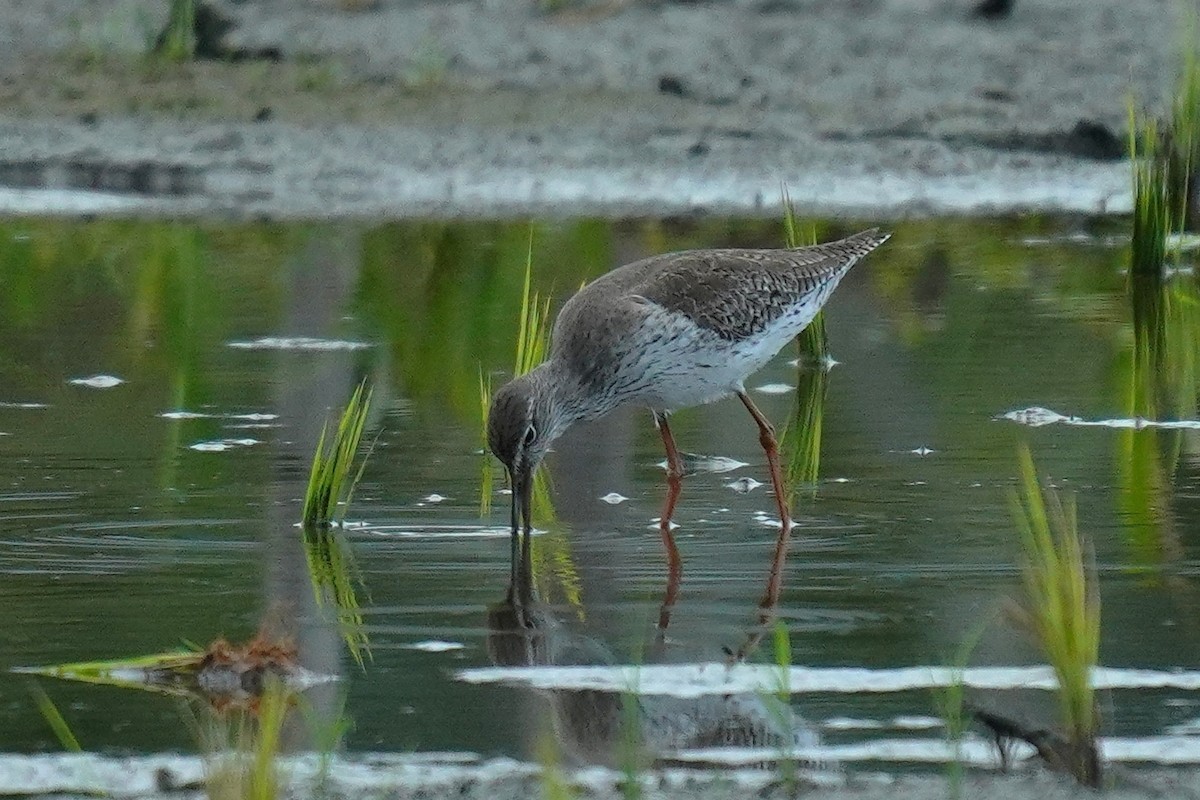 Common Redshank - ML566803861