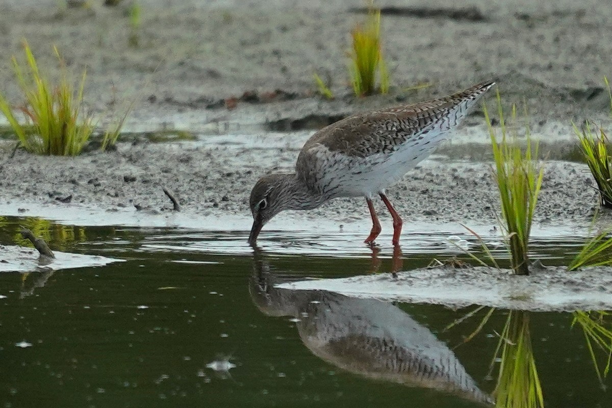 Common Redshank - ML566803881