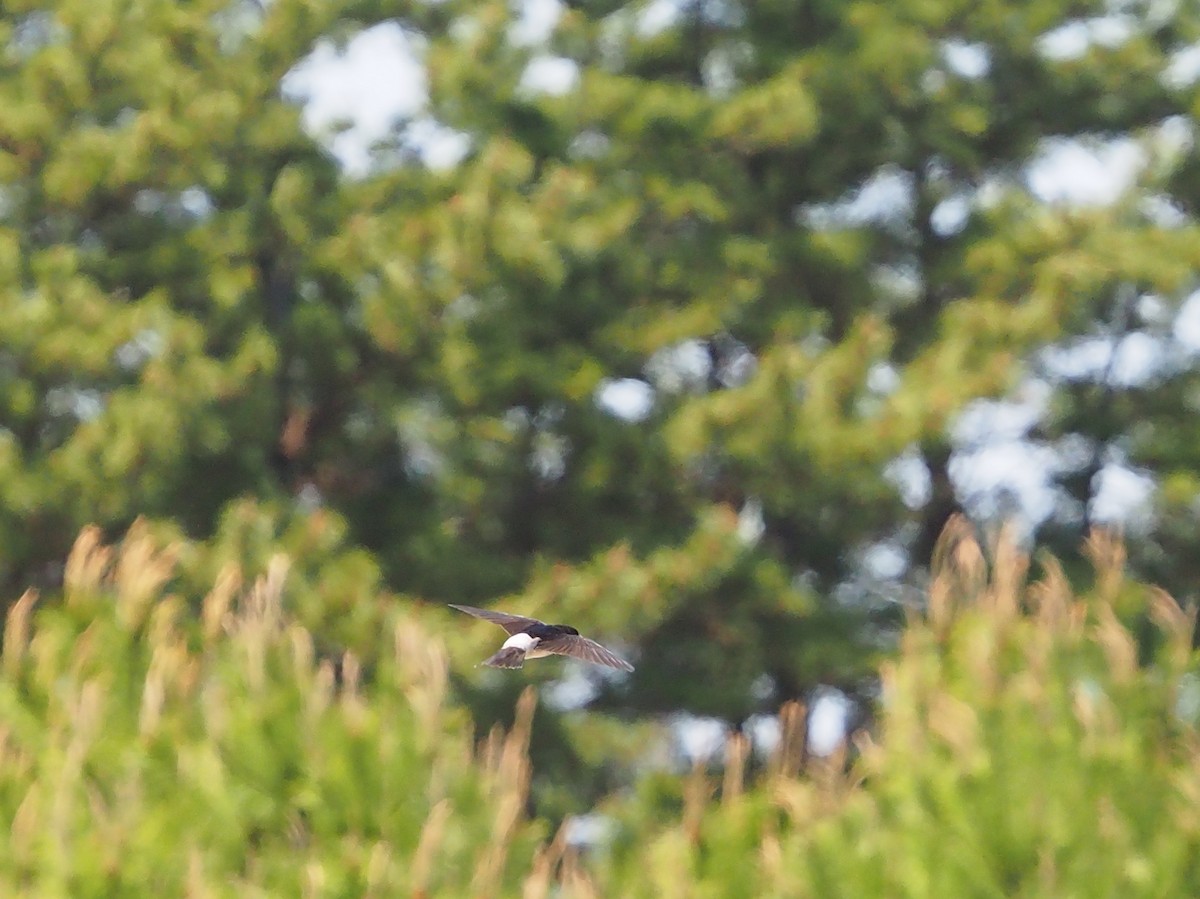 Asian House-Martin - Hiromi Arima