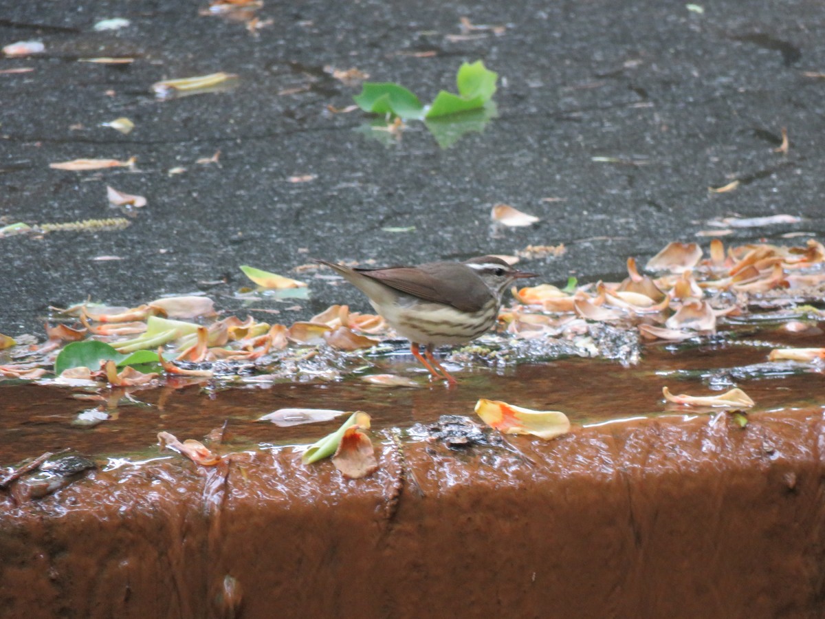 Louisiana Waterthrush - Charlie Coddington