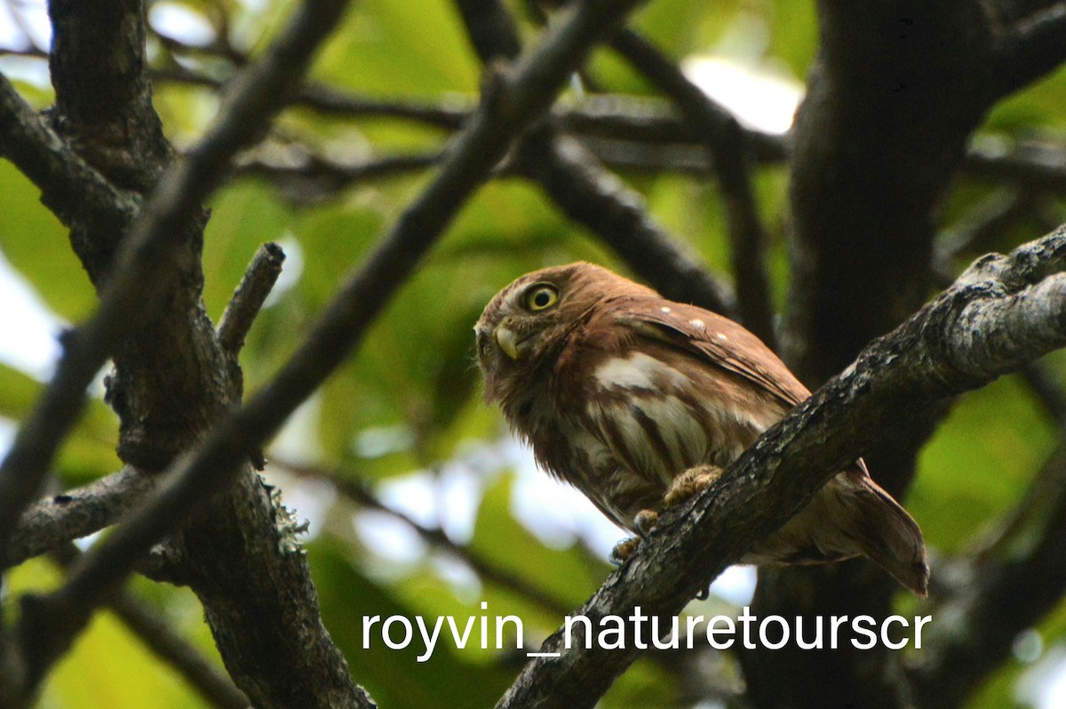 Ferruginous Pygmy-Owl - Royvin  Gutierrez Matarrita