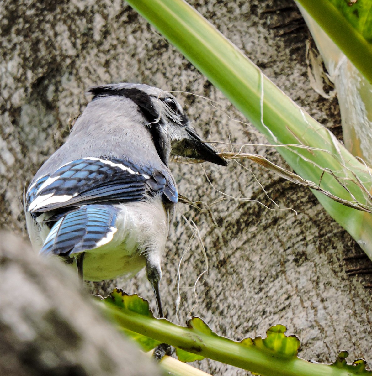 Blue Jay - ML566806861