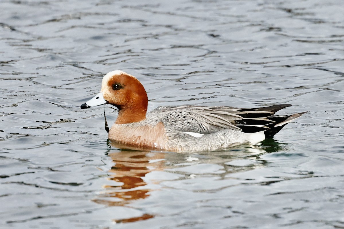 Eurasian Wigeon - ML566807231