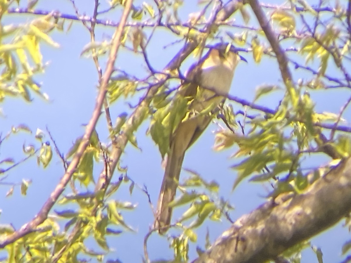 Black-billed Cuckoo - Tim Kavan