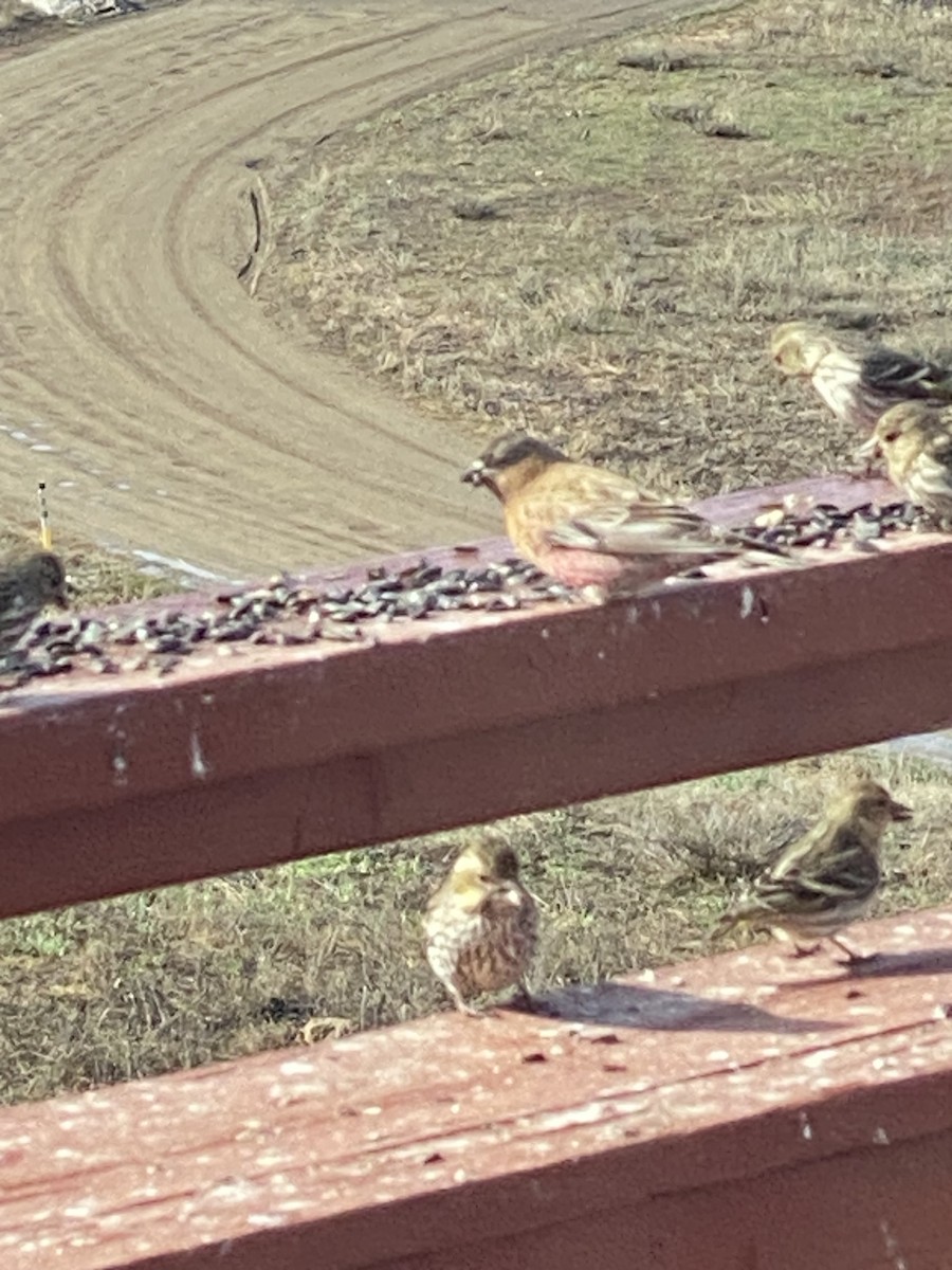 Brown-capped Rosy-Finch - Lisa Brin