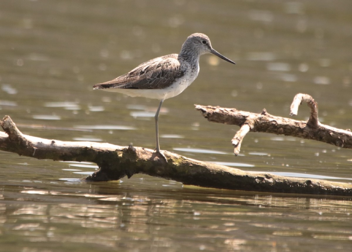 Common Greenshank - ML566810681