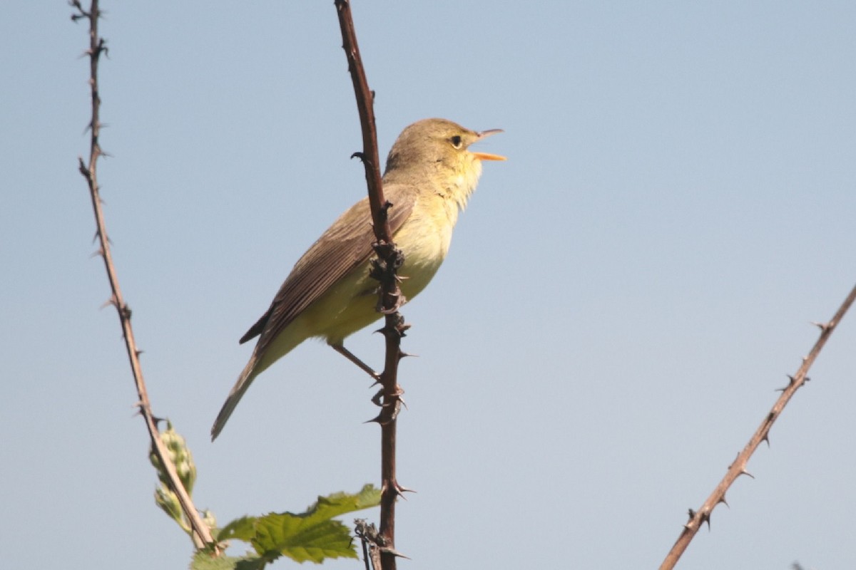 Melodious Warbler - ML566810801