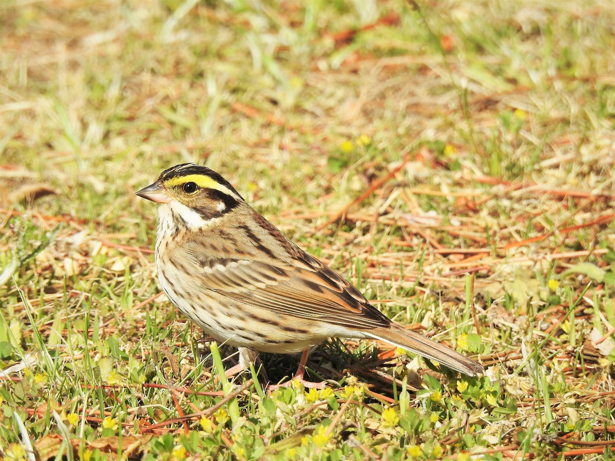 Yellow-browed Bunting - Chamitha De Alwis