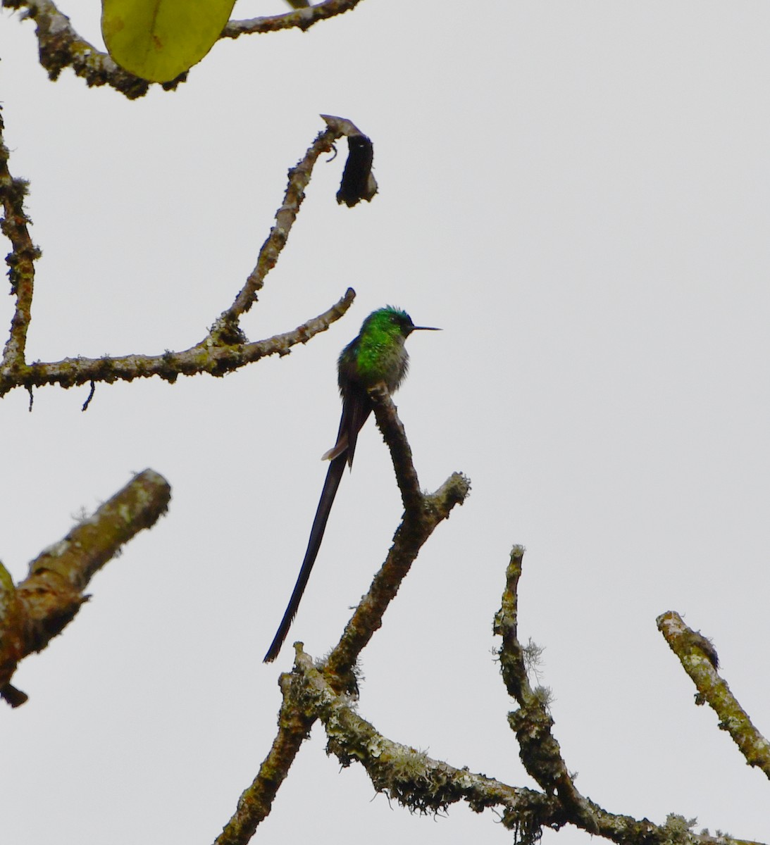 Black-tailed Trainbearer - ML566812611