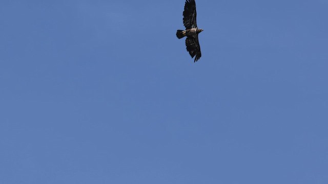 Bald Eagle - ML566812691