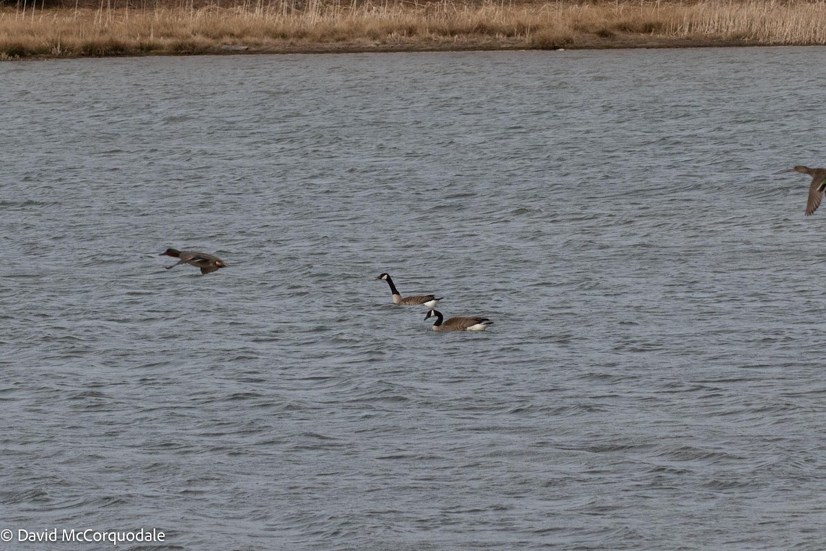 Canada Goose - ML566812711