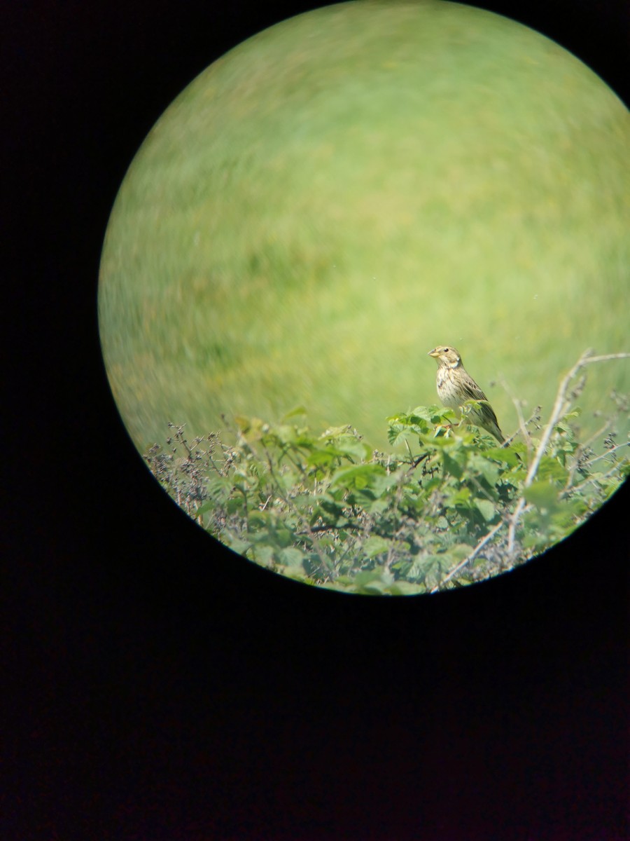 Corn Bunting - ML566812961