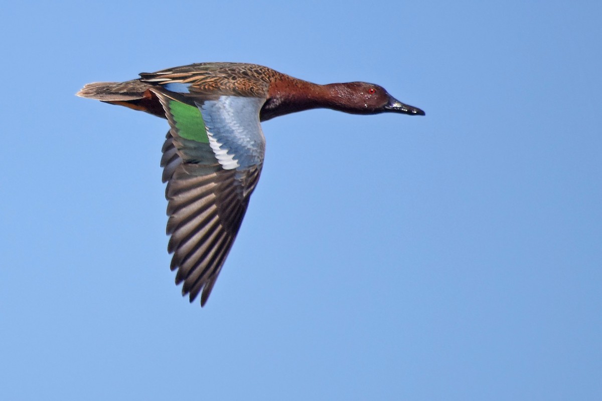 Cinnamon Teal - ML56681321