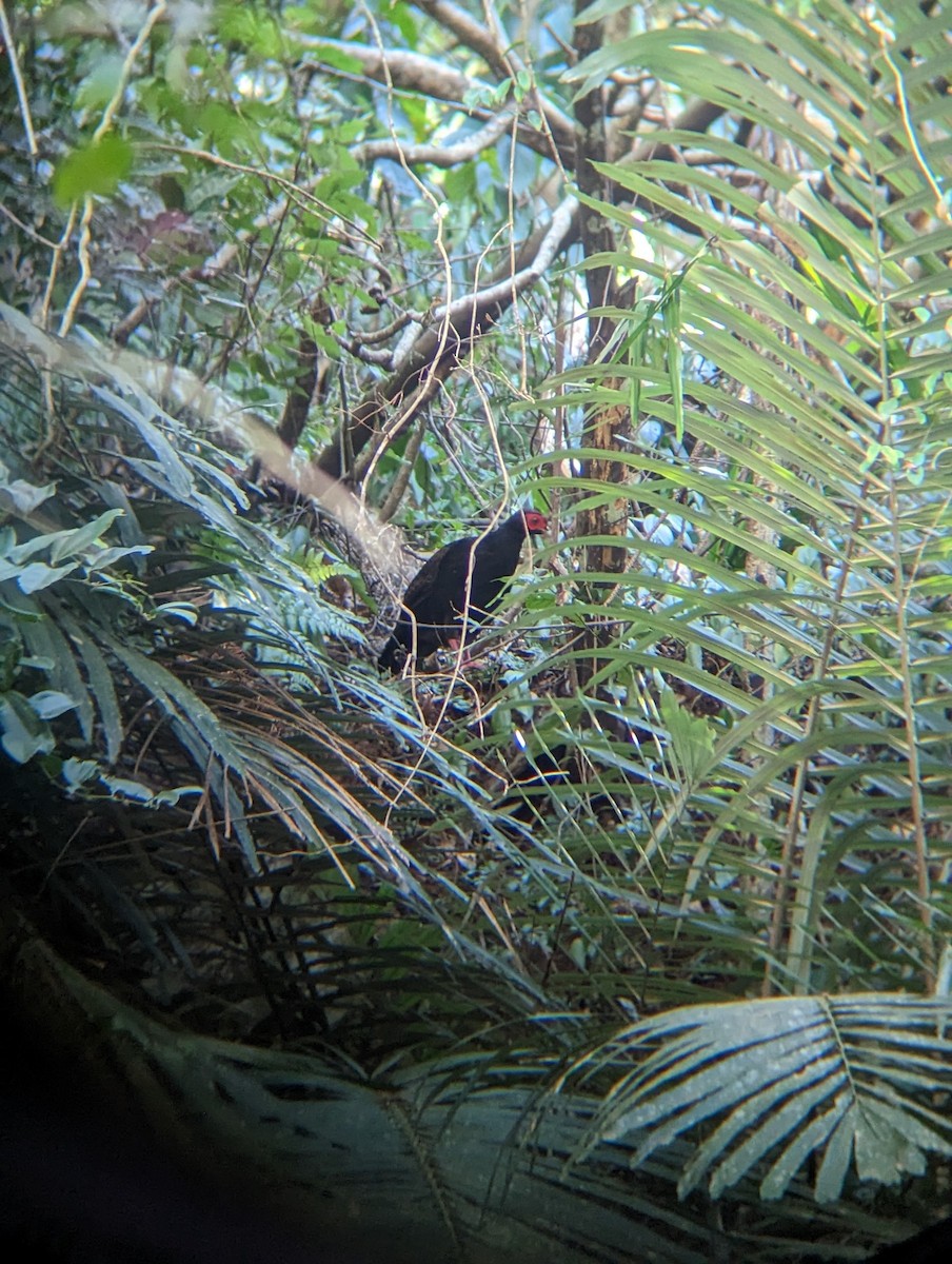 Swinhoe's Pheasant - ML566814441