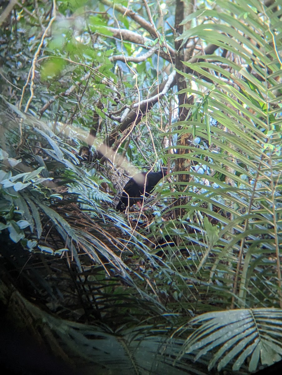 Swinhoe's Pheasant - ML566814471