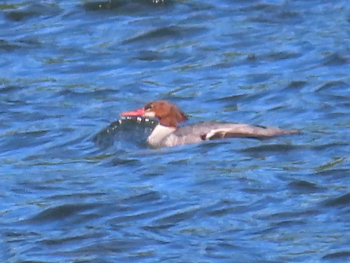 Common Merganser - ML566814551