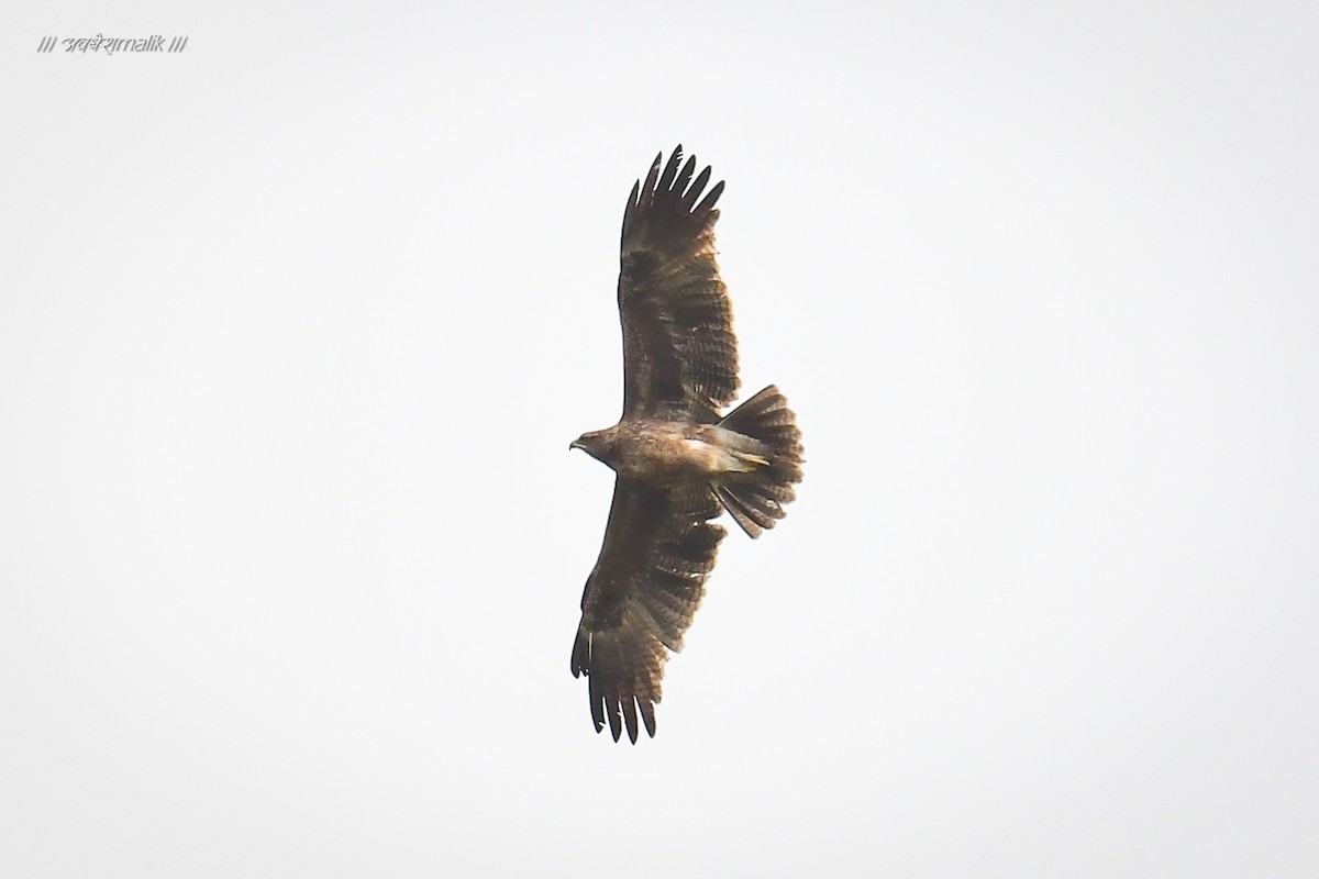 Indian Spotted Eagle - ML566815071