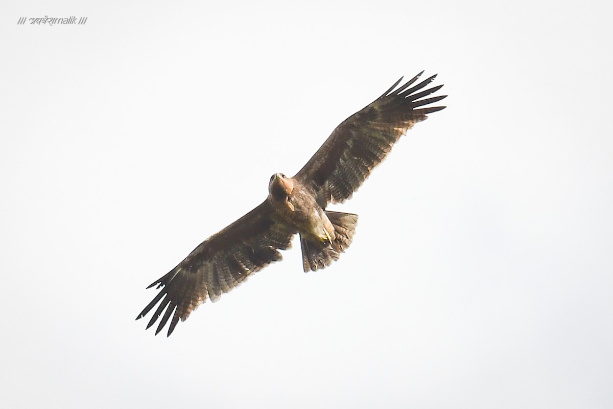 Indian Spotted Eagle - ML566815101