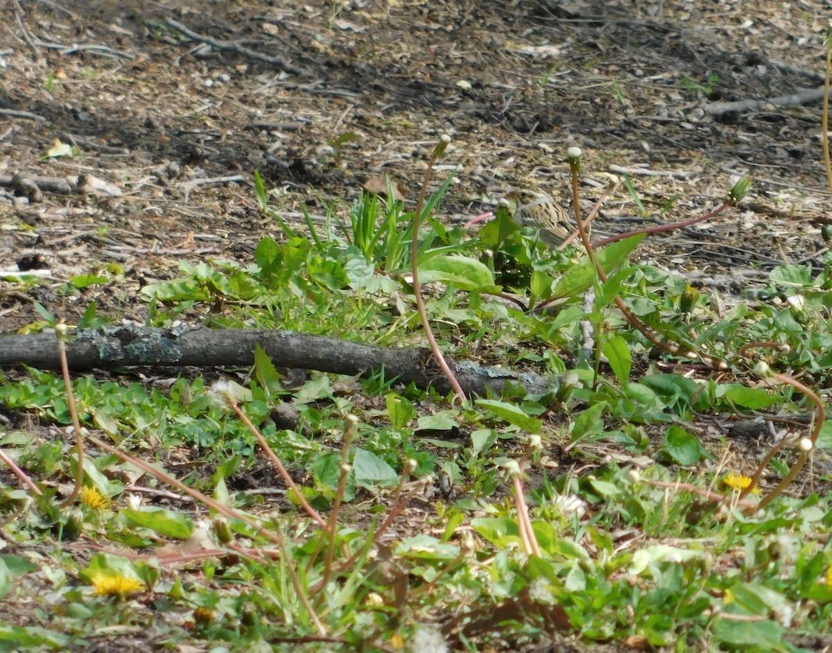 Clay-colored Sparrow - ML566815751