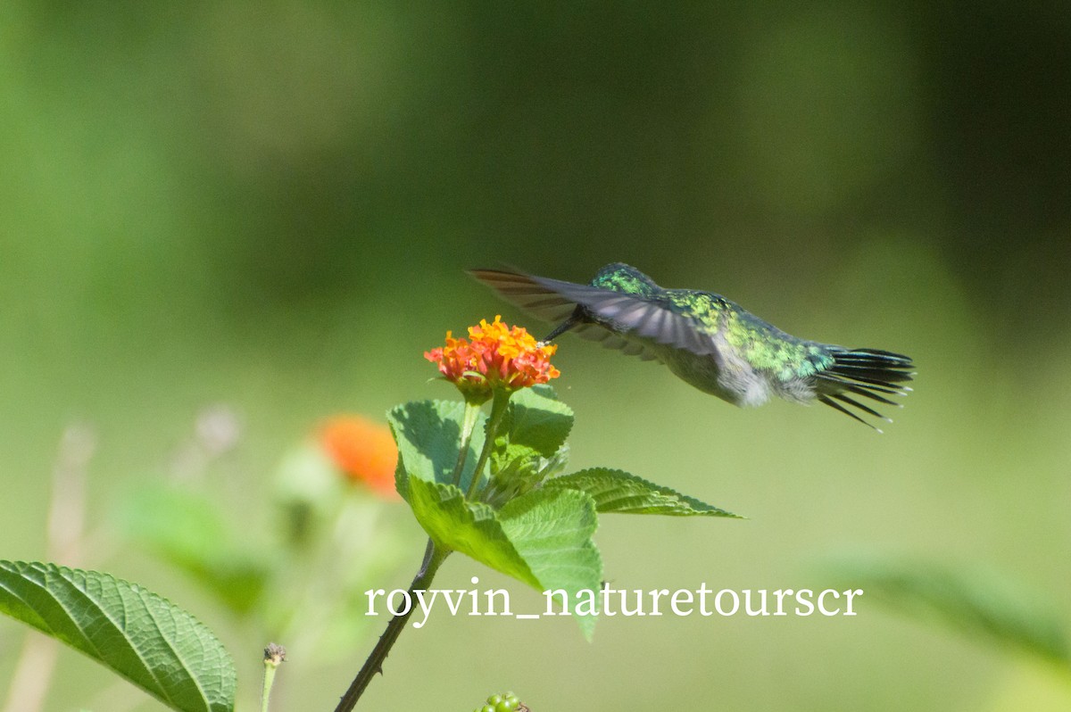 Violet-headed Hummingbird - Royvin  Gutierrez Matarrita