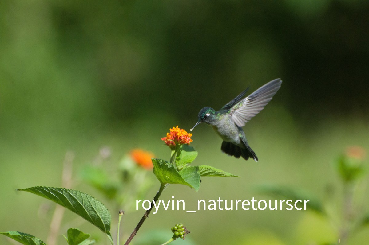 Violet-headed Hummingbird - Royvin  Gutierrez Matarrita