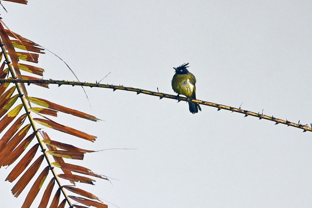 Black-crested Bulbul - ML566816761