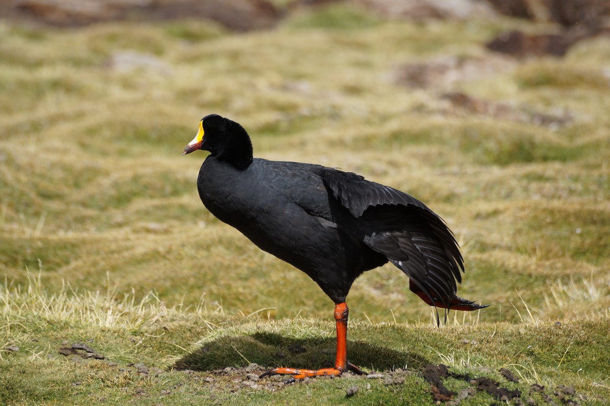 Giant Coot - ML56681731