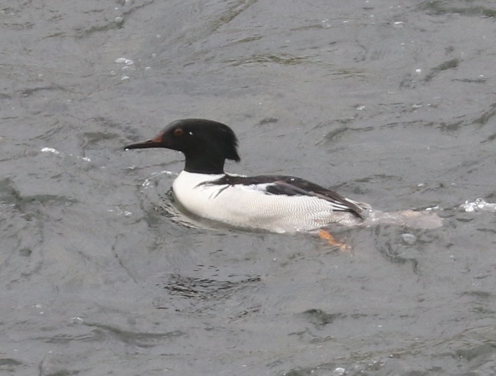 Hooded x Common Merganser (hybrid) - Bobby Brown