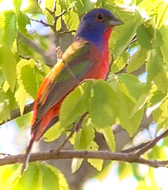 Painted Bunting - ML566817941