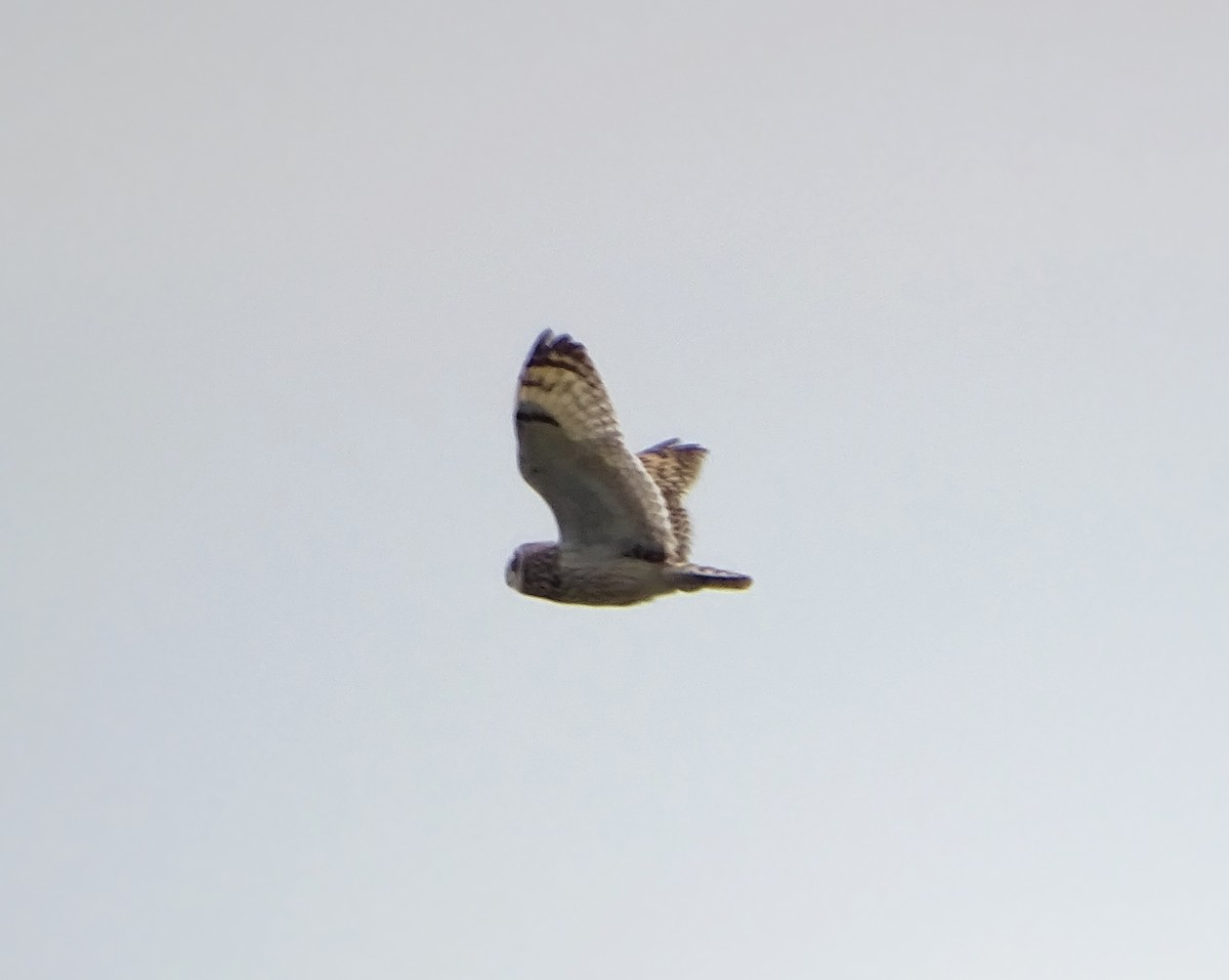 Short-eared Owl - ML566818061