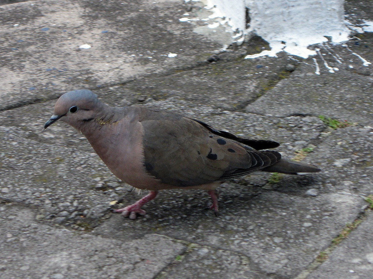 Eared Dove - ML566818351