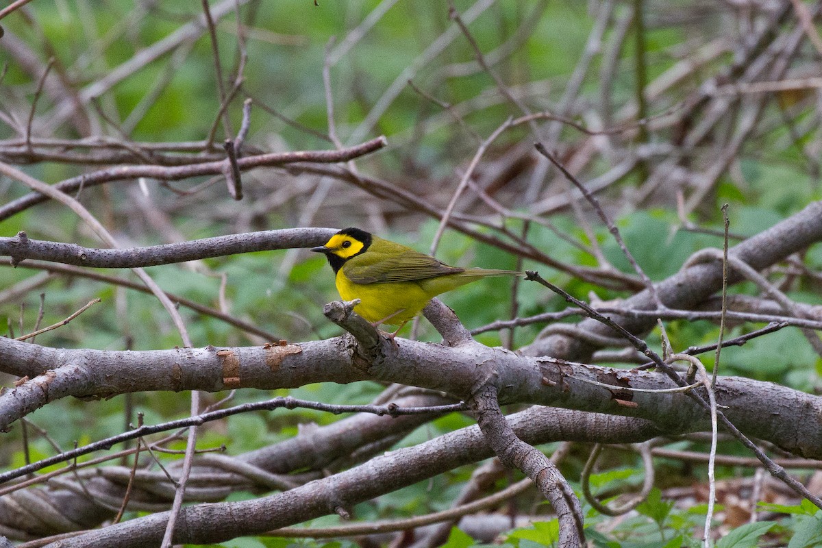 Hooded Warbler - Griffin O'Sullivan